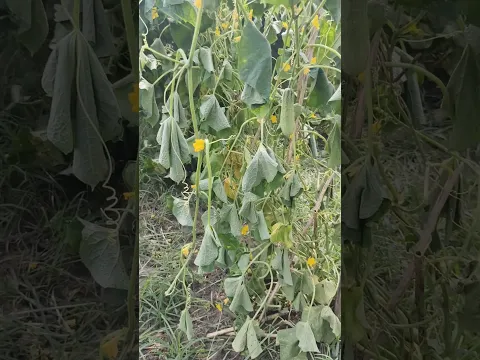 হিংসা করে এই কাজটি করা ঠিক হয়নি। #farming #village #shorts
