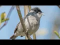 Download Lagu Blackcap Song - 'Northern Nightingale' / Chant de la fauvette à tête noir / Curruca capirotada Canto