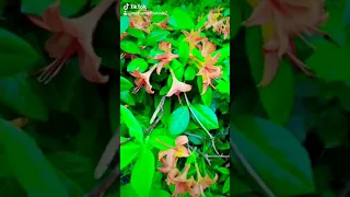 ولاقيك مشغول وشاغلني فيك دندنها