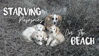 Starving Street Puppies Rescued in Sicily! | Sailing Sunday Ep. 94