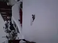 Small Dog thrown in snow 5inch thick
