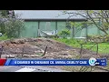 Four charged in Chenango County animal cruelty case