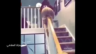 بنت قحب بي تطرب طيز بل سلم 