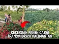 Lagu SERUNYA PANEN CABAI DI LAHAN TRANSMIGRAN MUDA ASAL TRENGGALEK TRANSMIGRASI KALIMANTAN UTARA