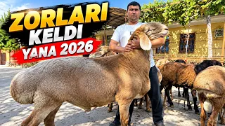 JAXONGIR AKAGA TALASDAN ZOR SOVLUQLAR VA QOCHQORLAR KELDI ✅