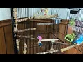 64 Inch Bird Cage Review