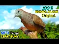Download Lagu Suara Pikat Burung Perkutut Lokal Gacor Ampuh Untuk Pancingan