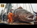 Lagu How Fishermen Make $380,000 in 6 Days Giant Grouper Fishing | Deep Sea Creatures