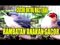 Download Lagu RAMBATAN GACOR ANAKAN COCOK UNTUK MASTERAN BURUNG