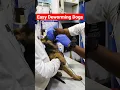 Download Lagu Dog 🐶 Deworming Medicine 💊 Easy way  #shorts #drrahulpetscare #dog #petdoctor #pethealth