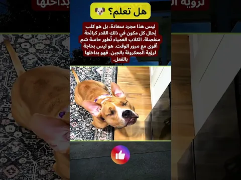 هل تعلم؟ 🐶🧀 هذا الكلب لا يحتاج إلى رؤية المعكرونة بالجبن