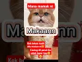 si embul manggil mama tapi ngak di respon #cat #tingkahkucing #kucing #tingkahlucukucing