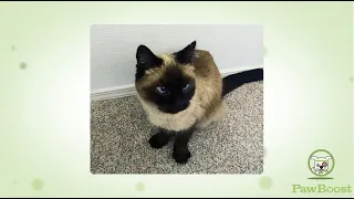 Squirtle s Happy Tail