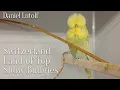 Lagu Inside Daniel Lütolf’s World-Class Budgerigar Stud | Tour, Breeding Secrets \u0026 Genetics Explained
