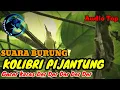 Download Lagu SUARA PIKAT BURUNG KOLIBRI PIJANTUNG COCOK UNTUK MASTERAN