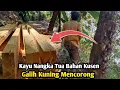 TEBANG KAYU NANGKA DEKAT JURANG - Menggunakan STIHL ms 070