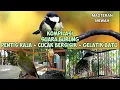 Download Lagu KOMPILASI SUARA BURUNG PENTIS RAJA+CUCAK BERSISIK+GELATIK BATU