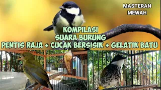 kompilasi suara burung pentis raja cucak bersisik gelatik batu