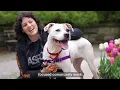 About the ASPCA