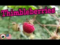 Download Lagu What are THIMBLEBERRIES? (Rubus parviflorus) - Weird Fruit Explorer Ep. 340