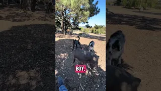 Dog park days .. #fyp #dream #youtube #doberman #pets