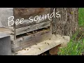 Download Lagu Relaxing Bee Sounds 1 Hour • Bees Buzzing Sound Effect • Beehive Entrance Video Honey Bee Activity