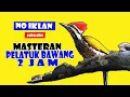 Download Lagu MASTERAN PELATUK BAWANG SANGAT COCOK BUAT BURUNG JUARA