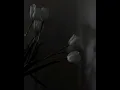 SHUMEI— Мальви.
