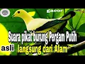 Download Lagu suara pikat burung pergam putih terbaru!!