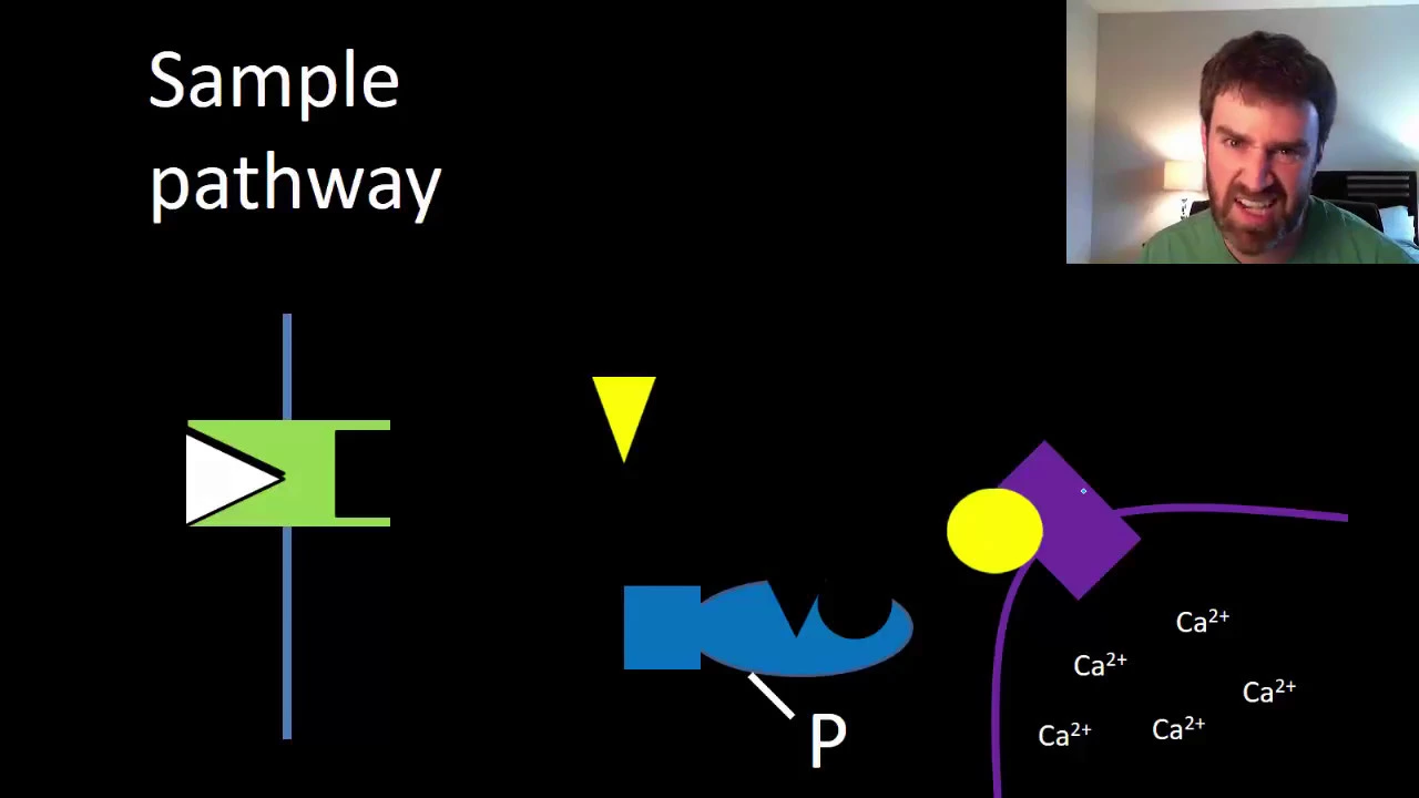 Signal transduction pathways