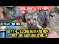 Download Lagu Mengobati Kucing Sakit Flu Berat Sembuh Hanya Pake Obat ini ‼️