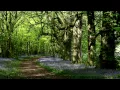 8 Hours Nature Sounds Woodland Birds Chirping-Relaxing Spring Birdsong Ambience-Forest Birds Singing