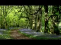 Download Lagu 8 Hours Nature Sounds Woodland Birds Chirping-Relaxing Spring Birdsong Ambience-Forest Birds Singing