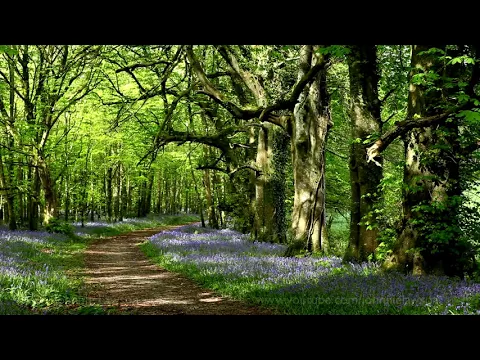 Download MP3 8 Hours Nature Sounds Woodland Birds Chirping-Relaxing Spring Birdsong Ambience-Forest Birds Singing