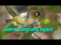 Download Lagu Terapi PLeci JAMIN LANGSUNG NYAUT | MASTERAN AUDIO TERAPI PLECI TERBARU BURUNG KACAMATA PUTIH MASTER