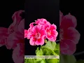 Download Lagu Beautiful Geraniums🌸/ Gardening!♥️ #shorts #youtubeshorts #garden #flowers #nature #love #music