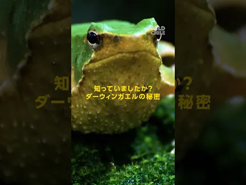 知っていましたか？ダーウィンガエルの秘密 | ナショジオ