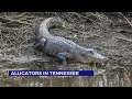 Alligators in Tennessee