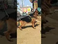 Download Lagu Aggressive German Shepherd dog 🐶🐶 #aggressive #gsd #dog #puppy #adult #hr #india #delhi #delhincr #🐶