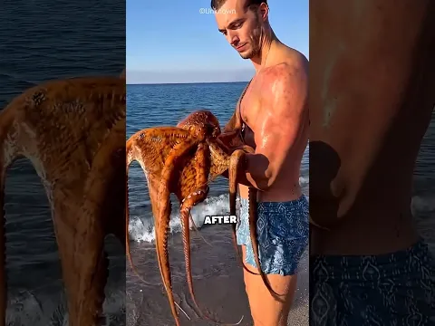 The Octopus That Came Back to Visit💔