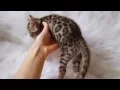 Wild N Sweet Bengals - Preston