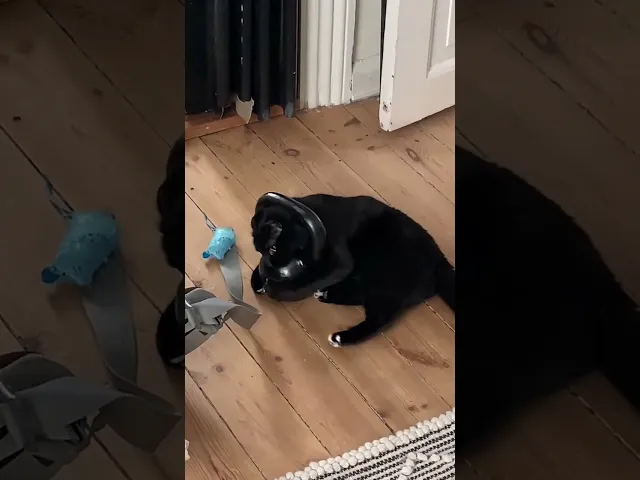 Чёрный котик