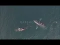 Offshores - Koresma (Official Music Video)