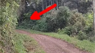 O MAIOR MISTÉRIO DA SEMANA: O que essa mulher filmou no Brasil dentro da Floresta