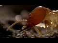 Inside A Termite Fortress Seasonal Wonderlands BBC Earth