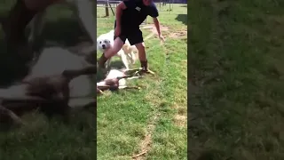 الكلب و الماعز 