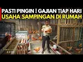 Download Lagu PASTI PINGIN ! USAHA SAMPINGAN TERNAK AYAM ELBA DI RUMAH GAJIAN TIAP HARI | CERITA USAHA