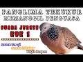 Download Lagu SUARA JERNIH BURUNG TEKUKUR KUK 1  GACOR PALING AMPUH UNTUK PIKAT DAN PANCINGAN