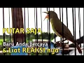 Download Lagu PUTAR \u0026 LIAT REAKSI KECIAL KUNING ANDA | MASTERAN KECIAL KUNING GACOR NGEJOS TERBAIK