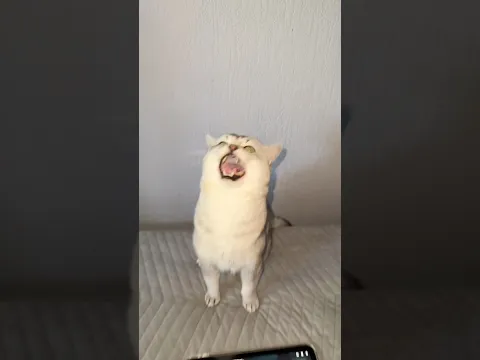 I Want It That Way ft. Barking Cat